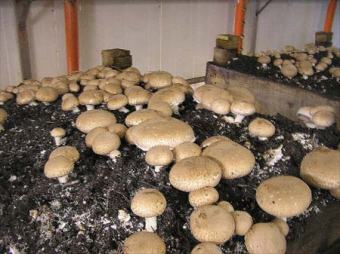 Mushroom business